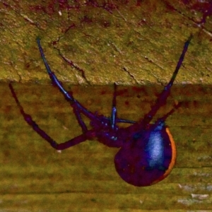 Latrodectus hasselti at Ainslie, ACT - 8 Jun 2018