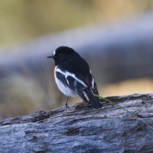 Petroica boodang at Michelago, NSW - 25 Jun 2012 03:53 PM