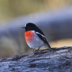 Petroica boodang at Michelago, NSW - 25 Jun 2012 03:53 PM