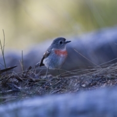 Petroica boodang at Michelago, NSW - 25 Jun 2012 03:53 PM