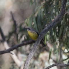 Eopsaltria australis (Eastern Yellow Robin) at Michelago, NSW - 10 Feb 2018 by Illilanga