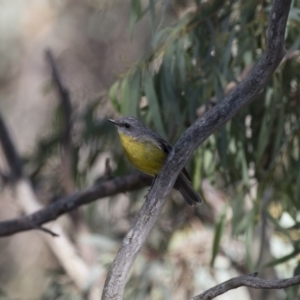 Eopsaltria australis at Michelago, NSW - 11 Feb 2018 09:18 AM