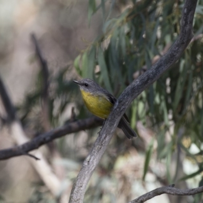 Eopsaltria australis (Eastern Yellow Robin) at Illilanga & Baroona - 11 Feb 2018 by Illilanga