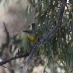 Eopsaltria australis at Michelago, NSW - 11 Feb 2018 09:18 AM