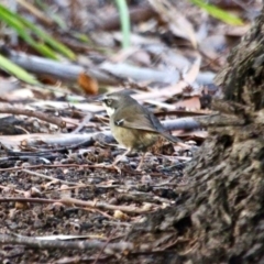Sericornis frontalis (White-browed Scrubwren) at Nelson Beach - 22 May 2018 by RossMannell