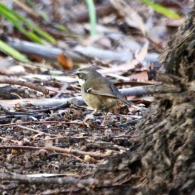 Sericornis frontalis (White-browed Scrubwren) at Nelson Beach - 22 May 2018 by RossMannell