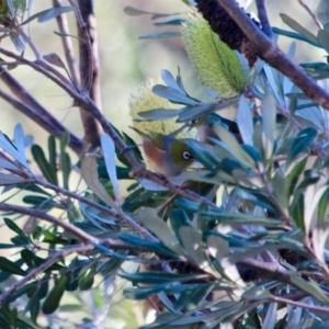 Zosterops lateralis at Mogareeka, NSW - 23 May 2018 10:00 AM