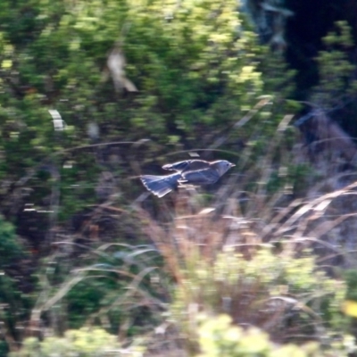 Colluricincla harmonica (Grey Shrikethrush) at Mogareeka, NSW - 23 May 2018 by RossMannell