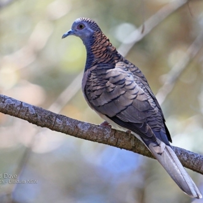 Geopelia humeralis (Bar-shouldered Dove) at Ulladulla - Warden Head Bushcare - 10 Nov 2016 by CharlesDove