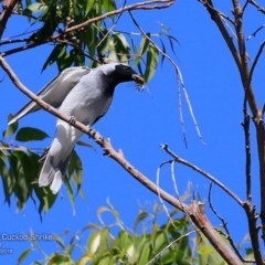 Coracina novaehollandiae (Black-faced Cuckooshrike) at Undefined - 11 Nov 2016 by Charles Dove