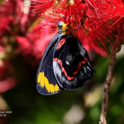 Delias nigrina (Black Jezebel) at Hazel Rowbotham Reserve Walking Track - 9 Nov 2016 by CharlesDove
