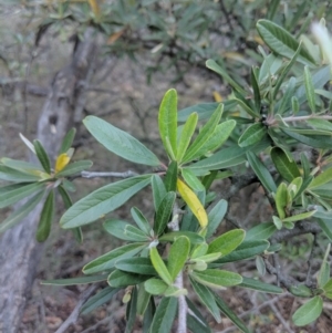 Pyracantha angustifolia at Majura, ACT - 11 Jun 2018 03:18 PM