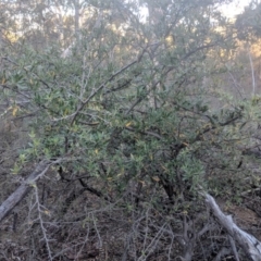 Pyracantha angustifolia at Majura, ACT - 11 Jun 2018