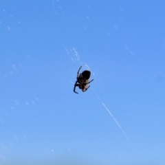 Unidentified Orb-weaving spider (several families) at Nelson Beach - 23 May 2018 by RossMannell