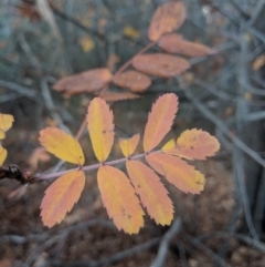 Sorbus domestica (Service Tree) at Majura, ACT - 11 Jun 2018 by WalterEgo