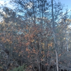 Sorbus domestica at Majura, ACT - 11 Jun 2018