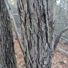 Sorbus domestica at Majura, ACT - 11 Jun 2018