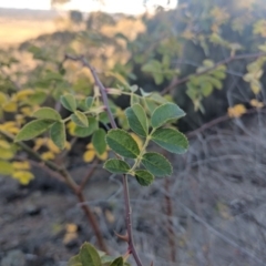 Rosa sp. (A Wild Rose) at Majura, ACT - 11 Jun 2018 by WalterEgo