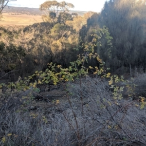 Rosa sp. at Majura, ACT - 11 Jun 2018 03:25 PM