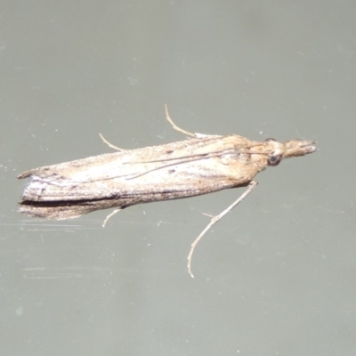 Faveria tritalis (Couchgrass Webworm) at Conder, ACT - 23 Mar 2018 by michaelb