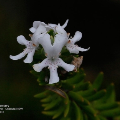 Westringia fruticosa (Native Rosemary) at South Pacific Heathland Reserve - 10 Nov 2016 by CharlesDove