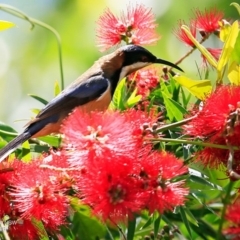 Acanthorhynchus tenuirostris (Eastern Spinebill) at Hazel Rowbotham Reserve Walking Track - 7 Nov 2016 by Charles Dove