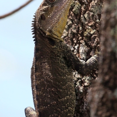 Intellagama lesueurii howittii (Gippsland Water Dragon) at Hazel Rowbotham Reserve Walking Track - 9 Nov 2016 by CharlesDove