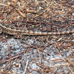 Amphibolurus muricatus (Jacky Lizard) at South Pacific Heathland Reserve WP03 - 8 Nov 2016 by CharlesDove