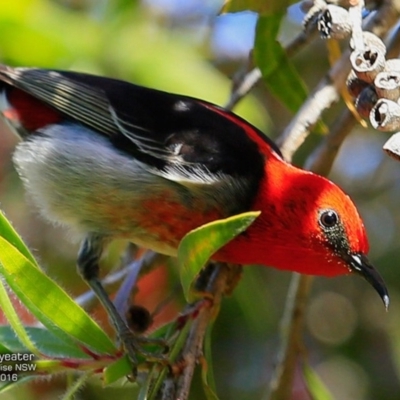 Myzomela sanguinolenta (Scarlet Honeyeater) at Hazel Rowbotham Reserve Walking Track - 7 Nov 2016 by Charles Dove