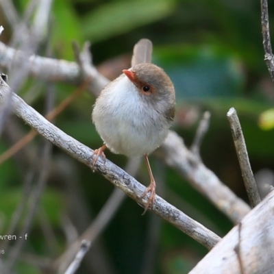 Malurus cyaneus (Superb Fairywren) at Undefined - 6 Nov 2016 by Charles Dove