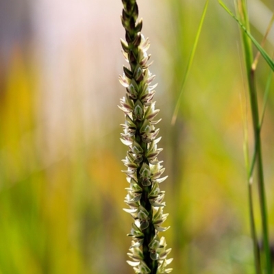 Prasophyllum elatum at Undefined - 10 Nov 2016 by CharlesDove