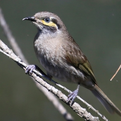 Caligavis chrysops (Yellow-faced Honeyeater) at South Pacific Heathland Reserve - 6 Nov 2016 by Charles Dove