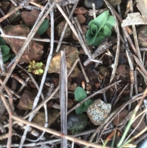 Diplodium truncatum at Canberra Central, ACT - suppressed