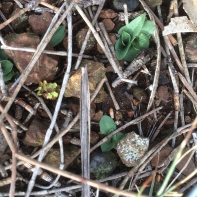 Diplodium truncatum (Little Dumpies, Brittle Greenhood) at Canberra Central, ACT - 6 Jun 2018 by petersan