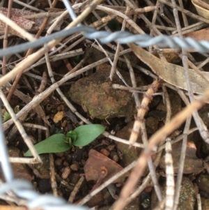 Diplodium truncatum at Canberra Central, ACT - suppressed