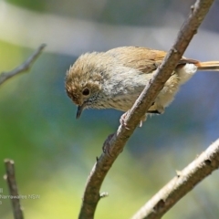 Acanthiza pusilla (Brown Thornbill) at Garrads Reserve Narrawallee - 1 Nov 2016 by CharlesDove