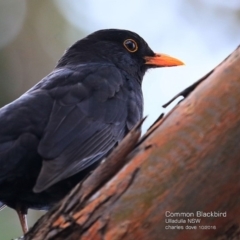 Turdus merula (Eurasian Blackbird) at Ulladulla - Millards Creek - 1 Nov 2016 by Charles Dove