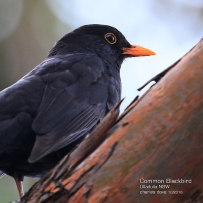 Turdus merula (Eurasian Blackbird) at Ulladulla - Millards Creek - 2 Nov 2016 by CharlesDove
