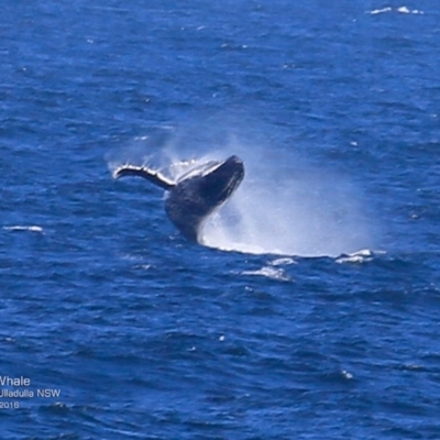 Megaptera novaeangliae (Humpback Whale) at Undefined - 5 Nov 2016 by Charles Dove