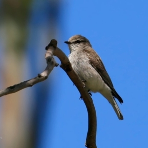 Microeca fascinans at undefined - 4 Nov 2016 12:00 AM