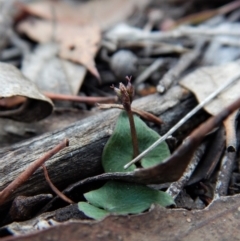 Acianthus collinus (Inland Mosquito Orchid) at Aranda, ACT - 10 Jun 2018 by CathB