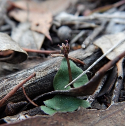 Acianthus collinus (Inland Mosquito Orchid) at Aranda, ACT - 10 Jun 2018 by CathB