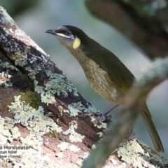 Meliphaga lewinii (Lewin's Honeyeater) at Yatteyattah Nature Reserve - 3 Nov 2016 by Charles Dove