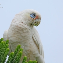 Cacatua sanguinea (Little Corella) at Undefined - 2 Nov 2016 by CharlesDove