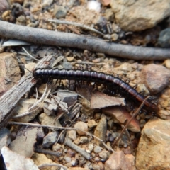 Paradoxosomatidae sp. (family) (Millipede) at Aranda Bushland - 6 Jun 2018 by CathB