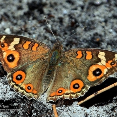 Junonia villida (Meadow Argus) at Narrawallee Foreshore and Reserves Bushcare Group - 4 Nov 2016 by Charles Dove