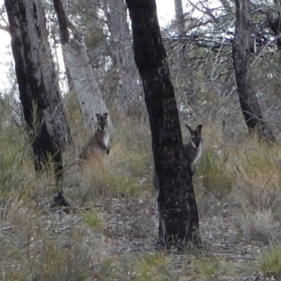 Notamacropus rufogriseus (Red-necked Wallaby) at Aranda Bushland - 6 Jun 2018 by CathB