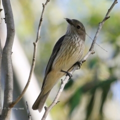 Pachycephala rufiventris (Rufous Whistler) at Undefined - 3 Nov 2016 by Charles Dove