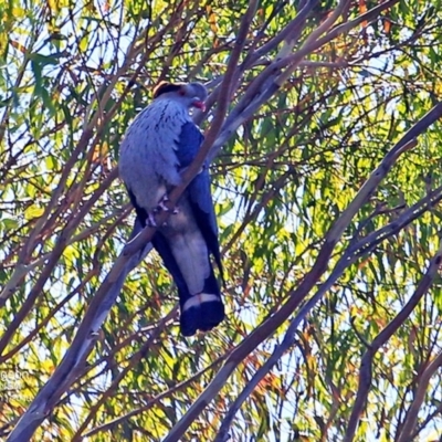 Lopholaimus antarcticus (Topknot Pigeon) at Yatteyattah Nature Reserve - 3 Nov 2016 by Charles Dove