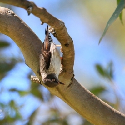 Daphoenositta chrysoptera (Varied Sittella) at Yatteyattah Nature Reserve - 4 Nov 2016 by CharlesDove